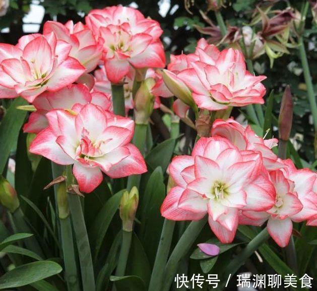 叶片|3种花是花中劳模,一年四季开花不断,开花量大,花开枝繁叶茂