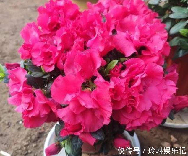 懒人|几种花养家里,开花特漂亮,懒人新手都能养好