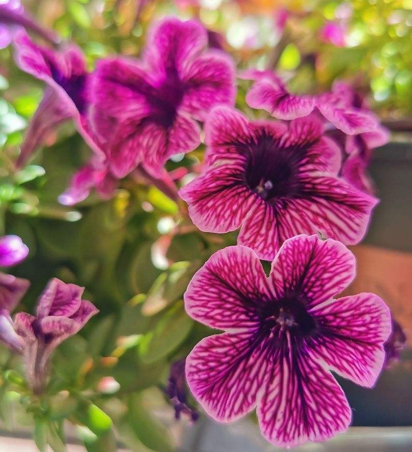 门口放了一盆百合花,转了个身的功夫就被人偷折,真气人