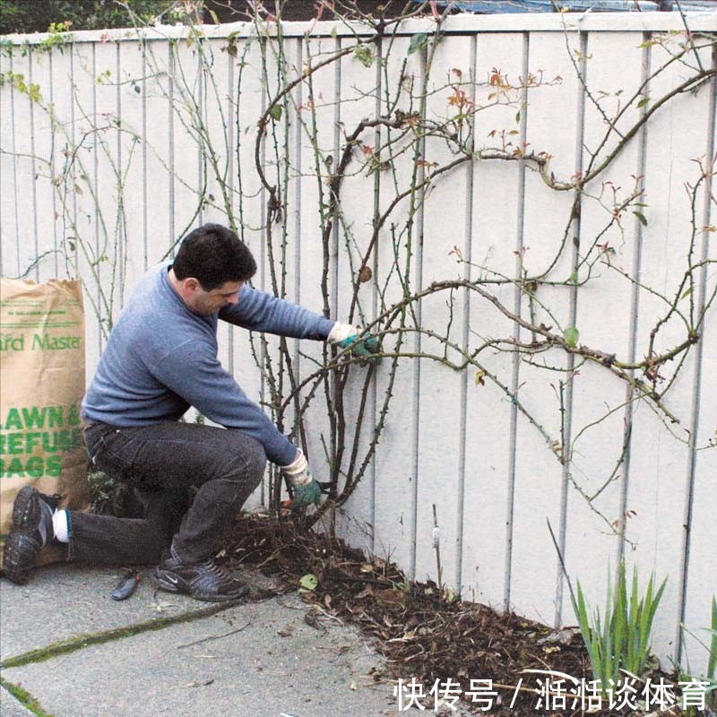 6种“硬气花”,冬天赶紧“扔出去”,冻一冻才壮,开花更劲爆