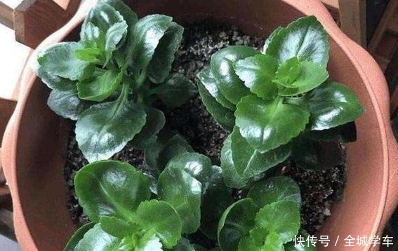 阳台上养花,就选这3种,趁着秋天添上几盆,一养就活!