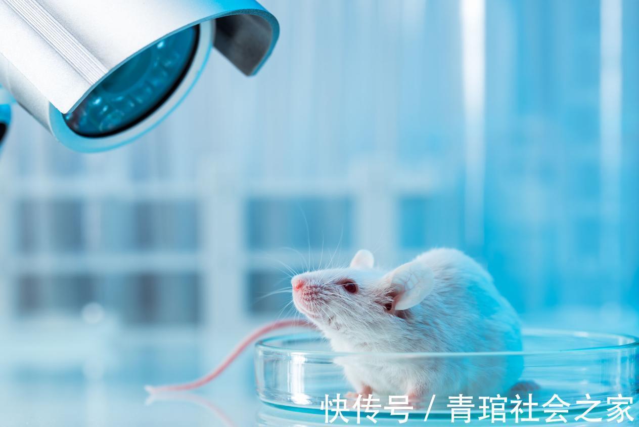 叶酸|最补脑的不是核桃，而是以下3种食物，提高记忆力，预防老年痴呆