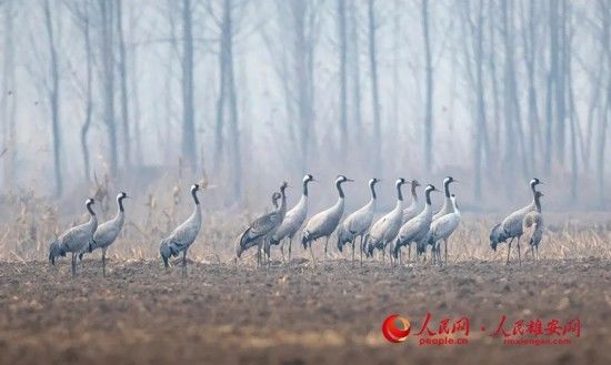 青头潜鸭|组图｜10余万候鸟栖息 雄安白洋淀成了“鸟的天堂”