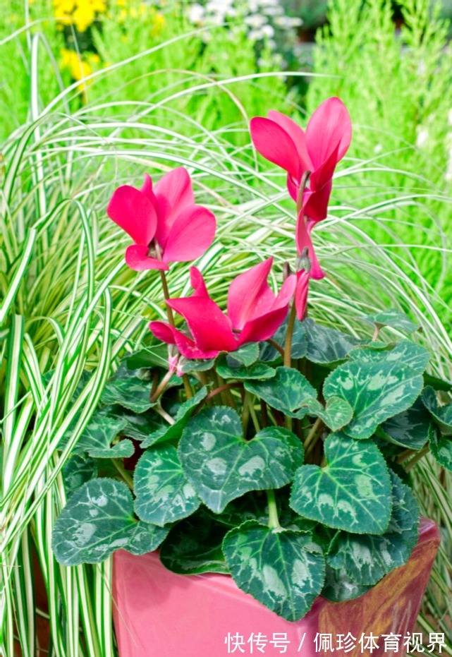 分享9种有格调的“旺财花”,除了好看,还吉祥,寓意财源滚滚