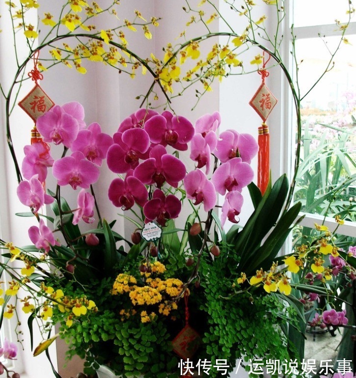 最漂亮的5种花,还特别好养,一开就是100朵,轻松养爆盆!