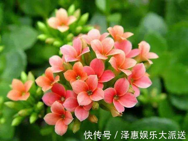 休眠期|长寿花是时候施肥了,来点白色粉末兑水浇花,睡醒了就等开花