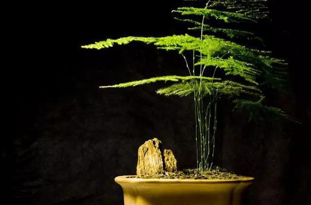 文竹黄叶|绿萝、发财树黄叶严重,用这个浇两次,叶片油亮不黄叶!