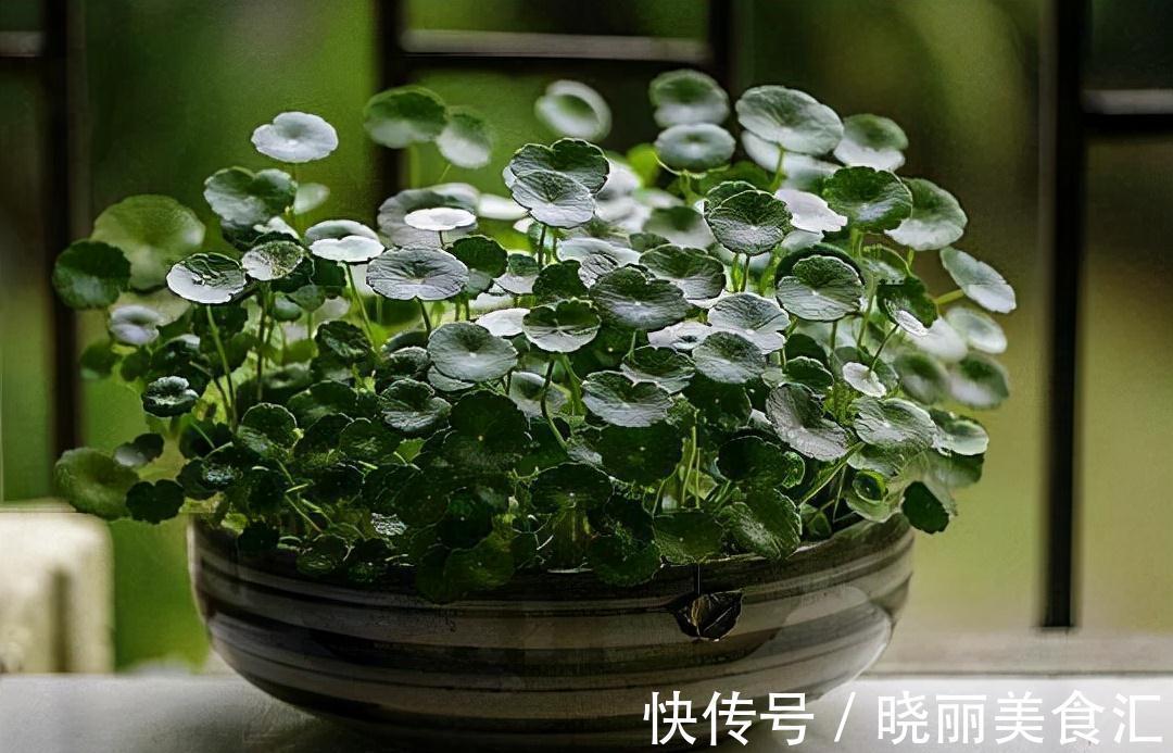 4种花超喜欢喝油,半个月喝1斤,花叶都窜爆