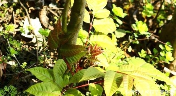 农村野外这常见的4种野菜，可都是货真价实的宝贝，你吃过几种？