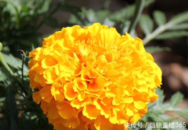 此花是健康长寿的代表,花色丰富艳丽多彩,看一眼忘也忘不掉