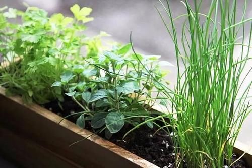 在阴凉处适合养的几种植物,养花盆里和养树荫下有啥区别?