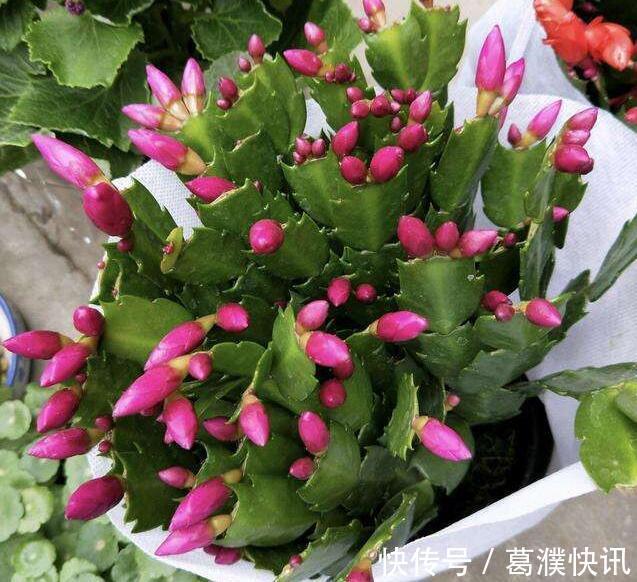 秋季蟹爪兰花期浇水就死掌握3个浇水窍门,盆底排水流畅是关键