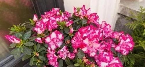  花友|北方花友冬季养花，定期喷洒2种水，保准多开花、不生病虫害