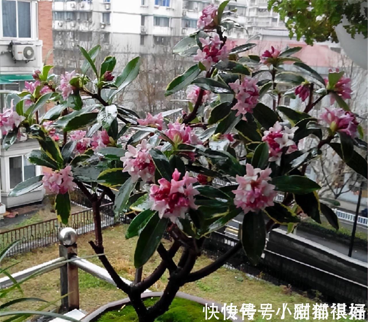 寓意|五种“吉祥花”,建议养一盆,不仅寓意好,还利于健康