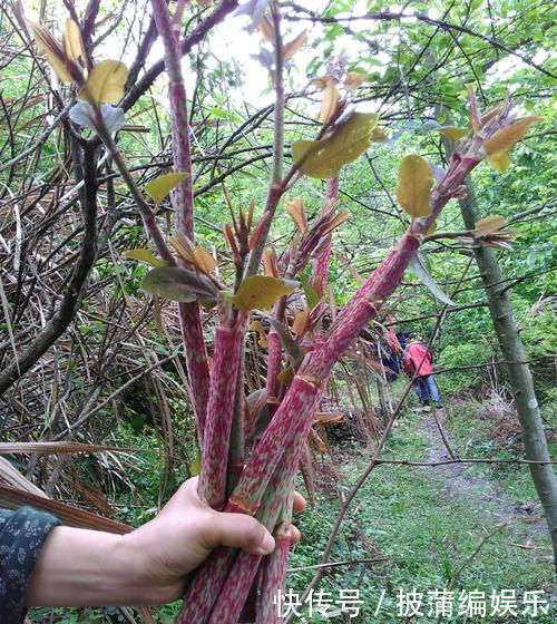农民|这种野草农民却当杂草除掉,吃过的人终身难忘,如今越来越少了