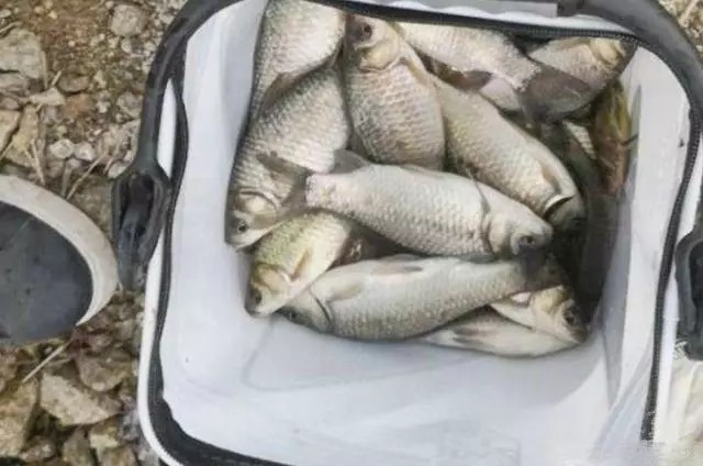 浮漂被拉黑都不中鱼?老钓手道出3个原因后,才知套路如此之深