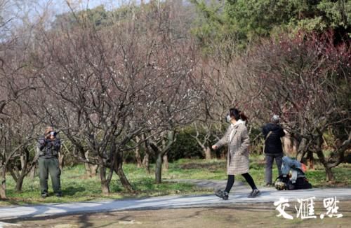 “立春”了 南京梅花山早梅花开朵朵