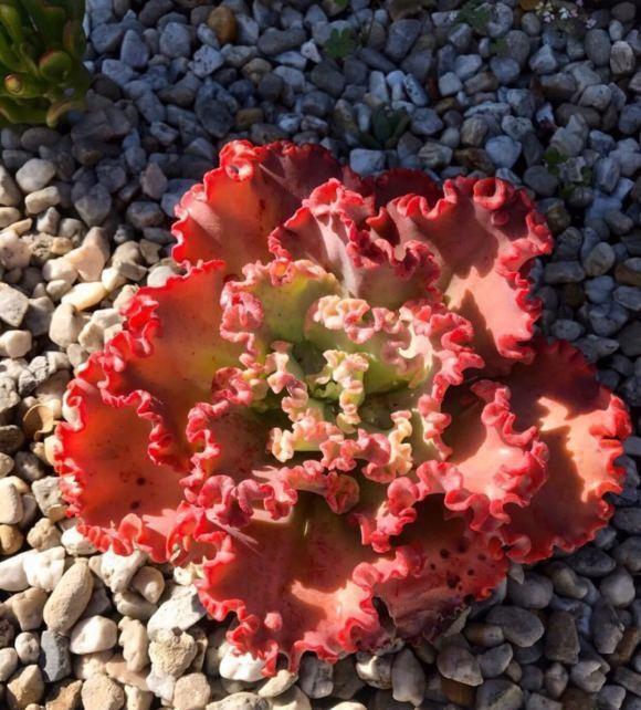 浇水|三伏天养多肉,必须进入懒人模式,不管不问,多肉反而长得好