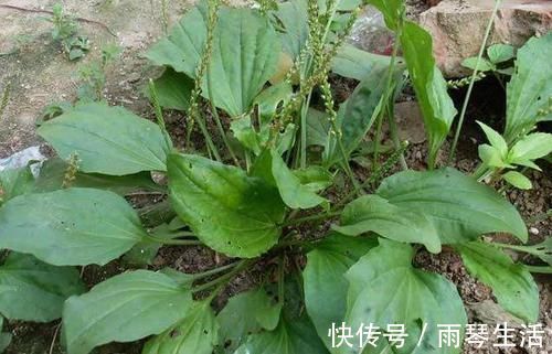 洗头|这种野菜洗头洗脚很厉害，祛湿杀菌灭脚气，不妨尝试一下！