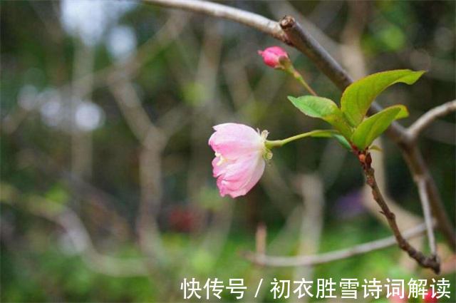 春天@初冬海棠古诗六首:昨夜海棠开数朵,一双蝴蝶上阑干