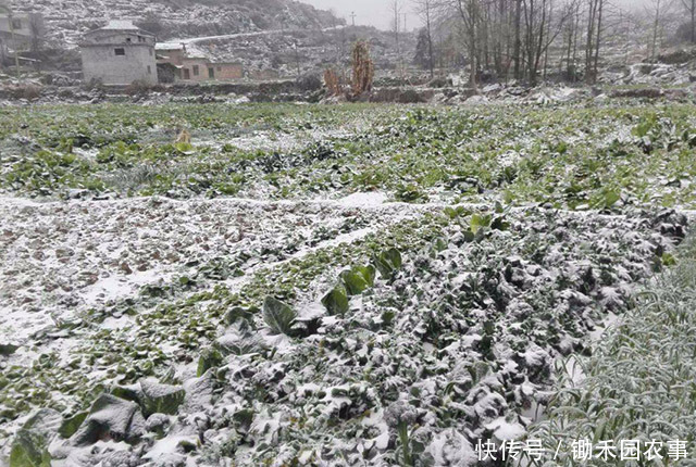 中最冷|“数九”将开启,今年最冷的几天是哪几天?三九冷还是四九冷?