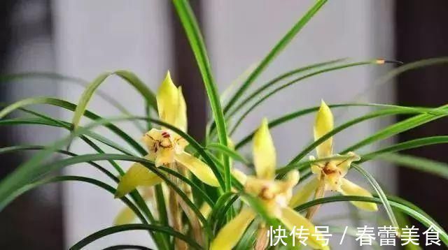 家人|最适合家人养的四种花,健康长寿又养心!