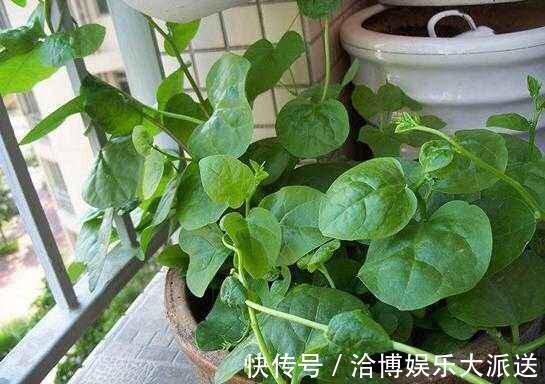 木耳菜|3种吃剩的“菜杆子”，丢土里，长成一片“绿萝”，3天采摘一大盆
