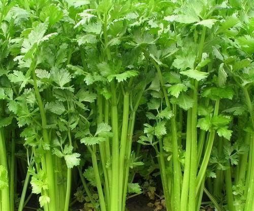 火龙果|聪明人爱吃3种食物,滋润皮肤,补铁补血,好吃又健康!