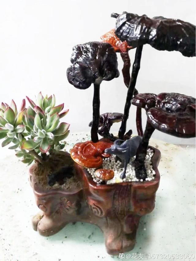 花盆里|农村不起眼的树,挖一棵做盆景,比买得还要好看