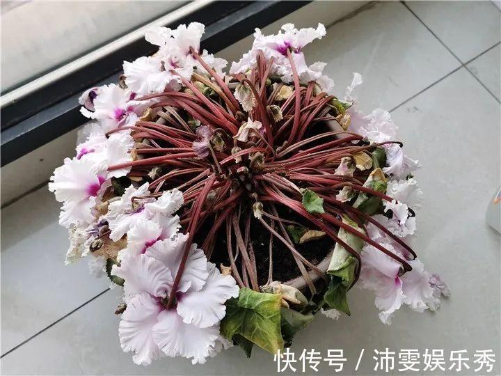 洋桔梗|6种花一天不浇水,叶子就耷拉,缺水3天就死翘!