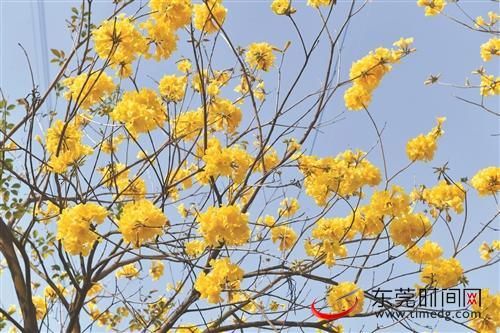 老年|早春花开，满目美景！长安多地春花繁茂引众多市民流连观赏