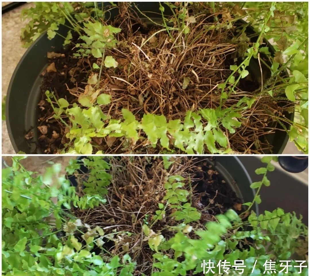 观赏蕨类植物叶子发黄的6大原因，黄叶的症状和解决方法