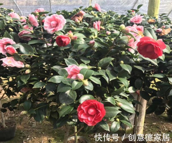 花芽|秋天养茶花,学会施肥“事半功倍”,不黄叶不掉苞,开花又大又美