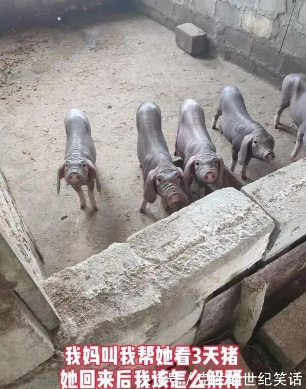 学校食堂大妈对西红柿炒鸡蛋是不是有什么误解?