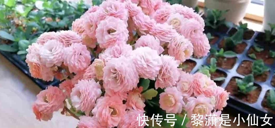 冬季养长寿花,要记住2点,叶肥厚油绿、花苞多花色美好华丽