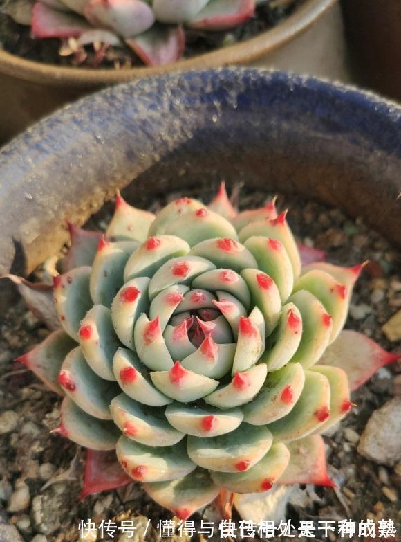 花盆|漂亮的多肉，是怎么养成的？全靠环境，环境好，多肉状态好