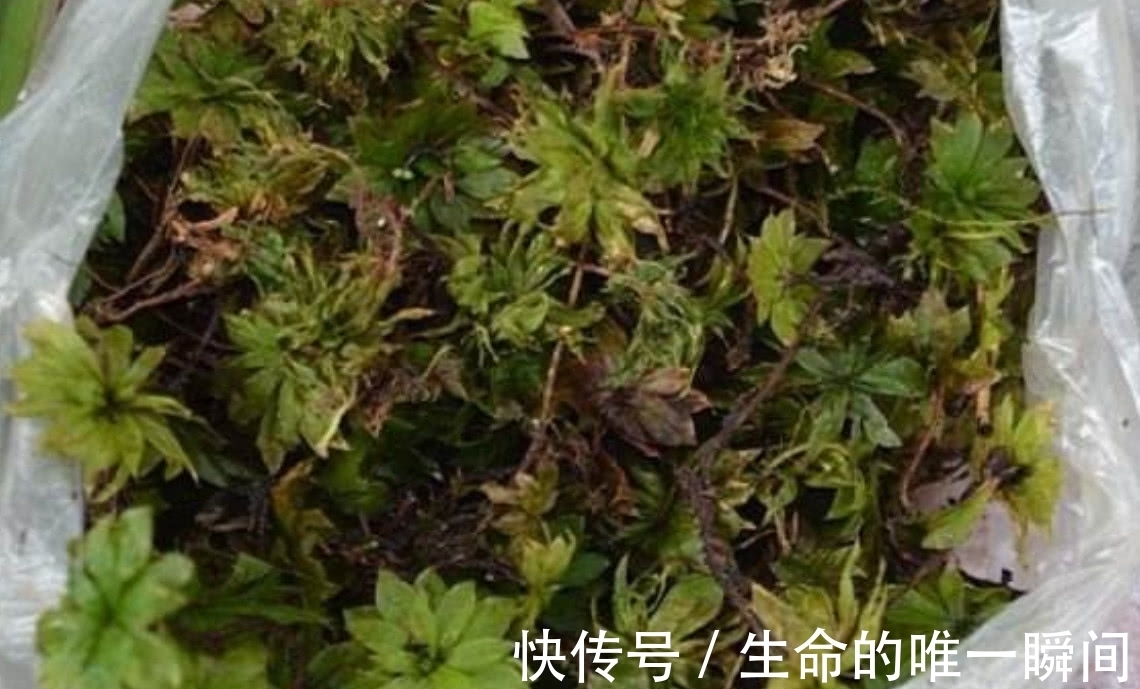 价值|虽然看起来是不起眼的野草,但其实这种野草的价值十分高