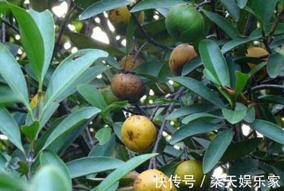 好吃|好吃的“山竹”别买了,在家种1棵,果子挂满树,多到吃不完,值