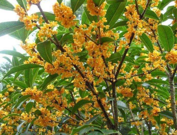 4种花现在养刚刚好,夏天开花很漂亮,日子越过越红火