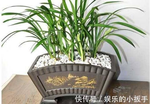 兰花焦尖怎么办,都是2种因素造成的,教你快速高效处理