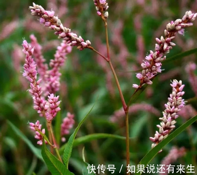 红蓼花!成束之美!难得一见!