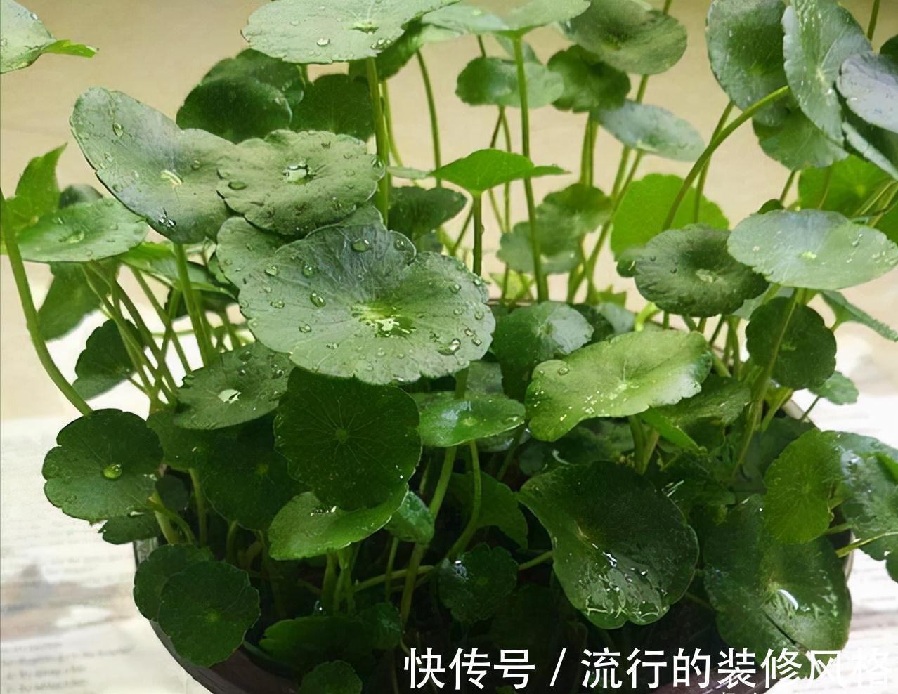 养这“10种花”，经常喷喷水，越长越旺“越精神”