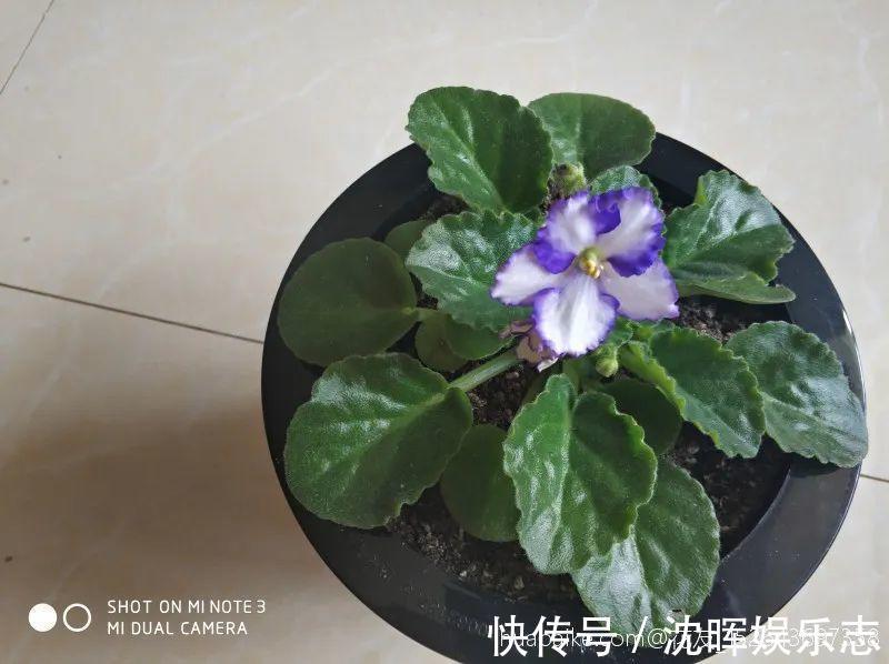 非洲堇|这花送人,只用送一片叶子,插土就活不心疼!