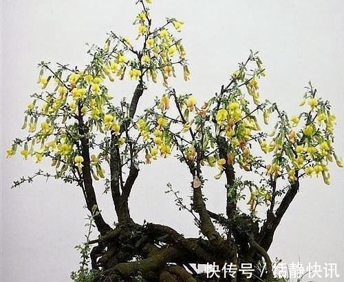 金雀花|这3种“盆景”个子虽小,却香飘十里,除螨抗菌,客厅最好养1盆!