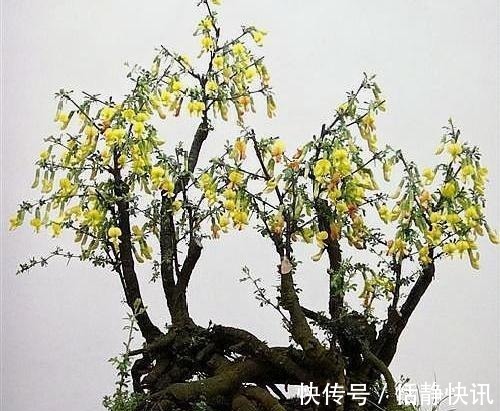 金雀花|这3种“盆景”个子虽小，却香飘十里，除螨抗菌，客厅最好养1盆！