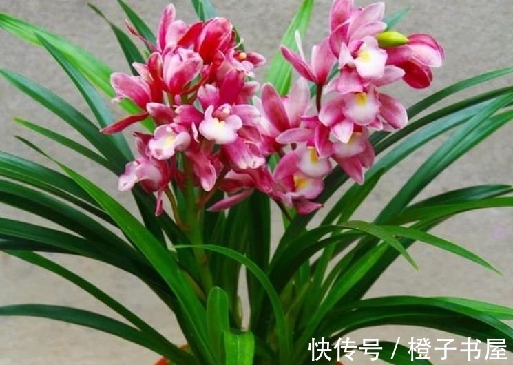 植料|最香的“4种花”,好养又漂亮,花香醉人,谁养谁喜欢