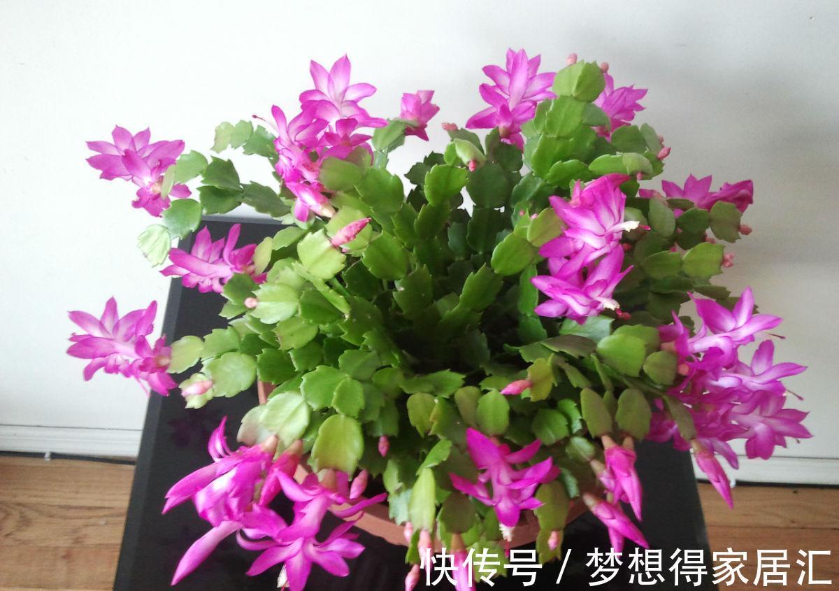 秋季照顾蟹爪兰，做好这些，刚苏醒的株苗才不黄叶烂根