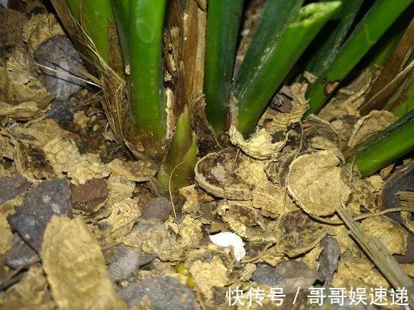 养花最怕烂根，盆底垫点料，盆土透气排水畅快，根粗叶绿开花勤