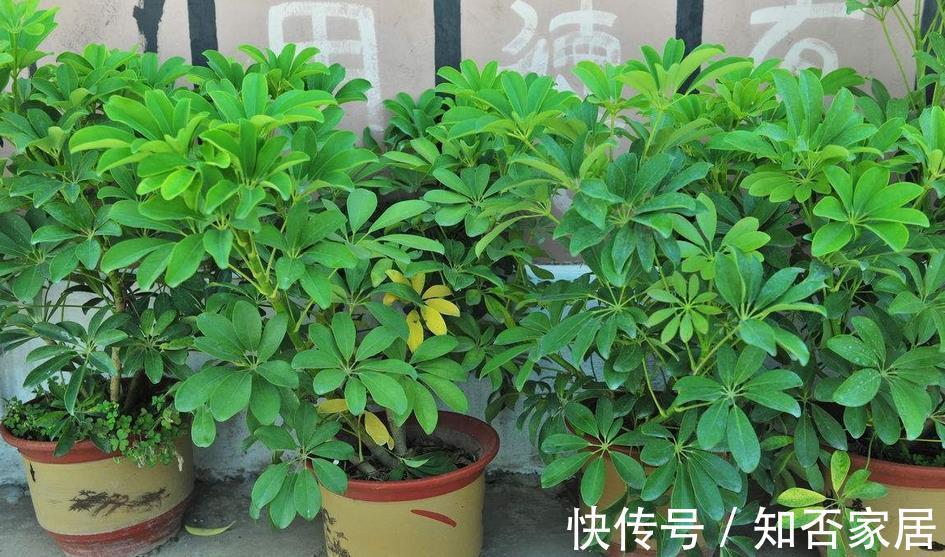 花土|家庭盆栽，养鸭掌木，多注意3点，打理简单，枝叶长得旺