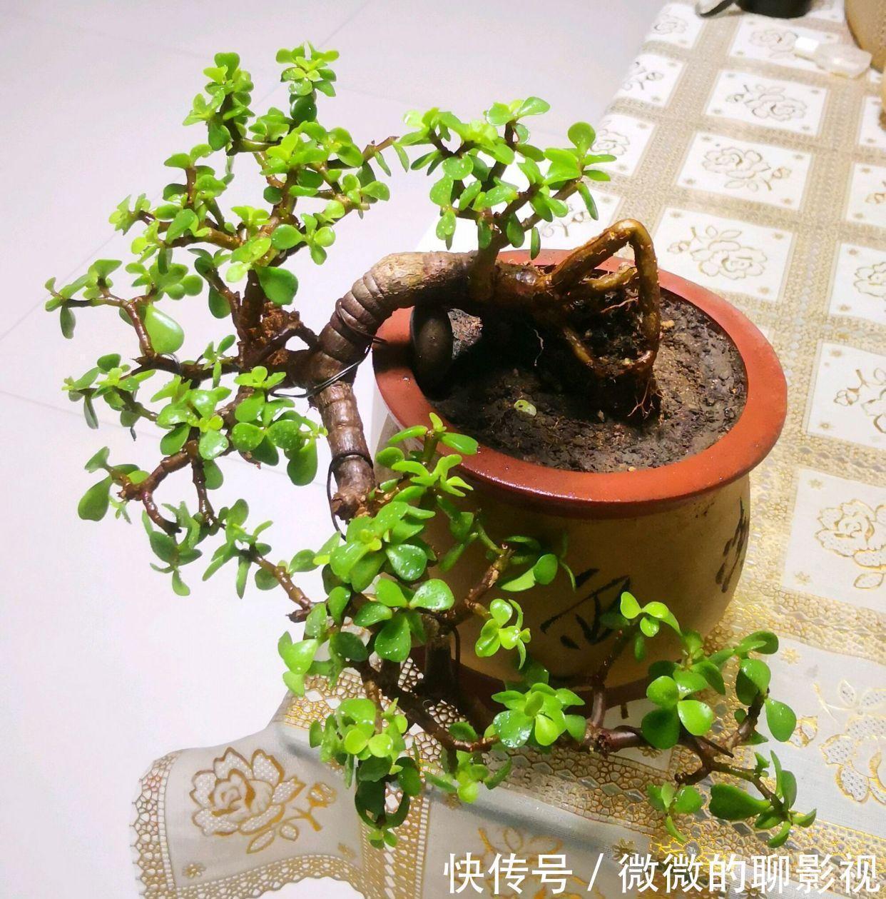 5种公认的富贵花,适合养客厅,贵气又吉祥,有钱人家都爱养